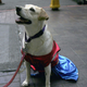 Image for article titled It's Monday, which is bad, but here are some dogs in cosplay, which is good